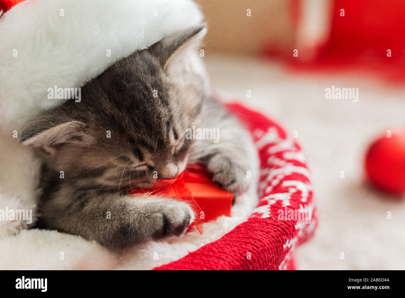 Port cat noël santa claus hat holding gift box dormir sur plaid en vertu de l'arbre de Noël. Des cadeaux de Noël concept. Adorable petit tabby Banque D'Images