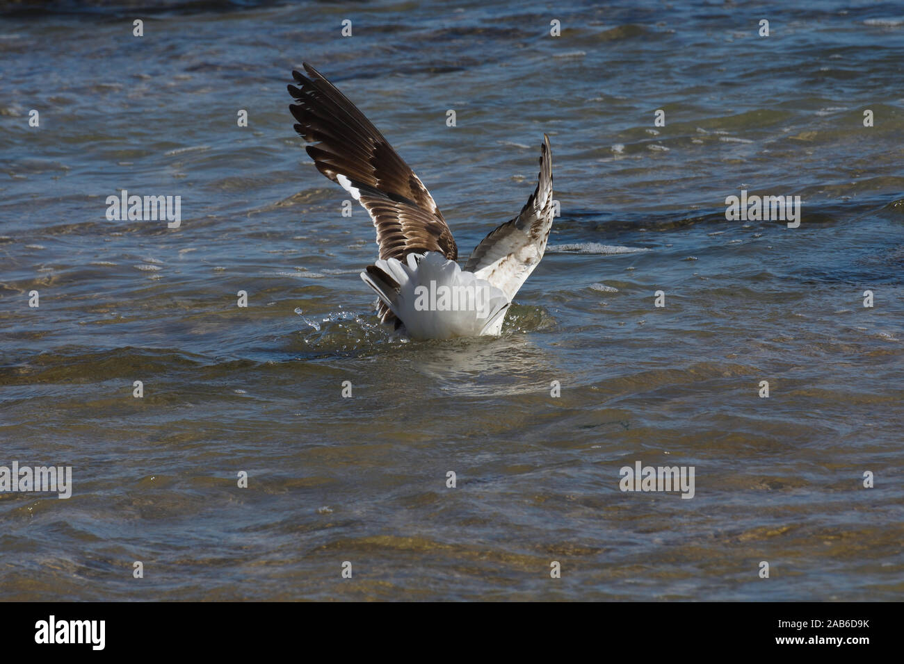 Kelp Gull éclaboussure en bas dans l'eau de mer (Larus dominicanus) Banque D'Images