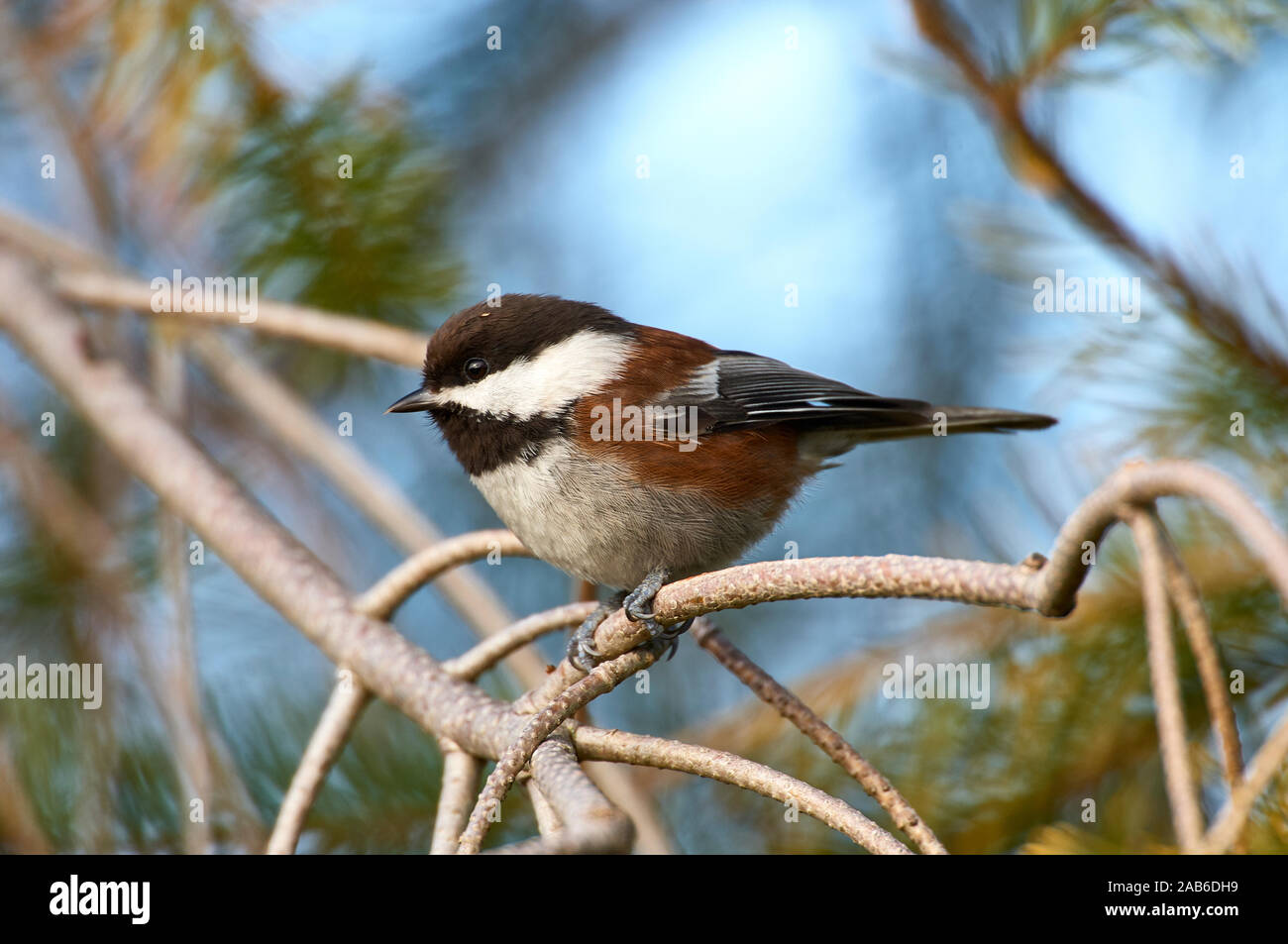 Mésange à dos (Poecile rufescens), Parksville, Colombie-Britannique, Canada Banque D'Images