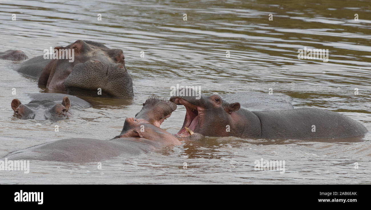 Deux jeunes hippopotame commun (Hippopotamus amphibius) s'affrontent pour faire valoir la supériorité. Parc national de Serengeti, Tanzanie. Banque D'Images