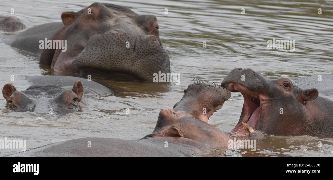 Deux jeunes hippopotame commun (Hippopotamus amphibius) s'affrontent pour faire valoir la supériorité. Parc national de Serengeti, Tanzanie. Banque D'Images
