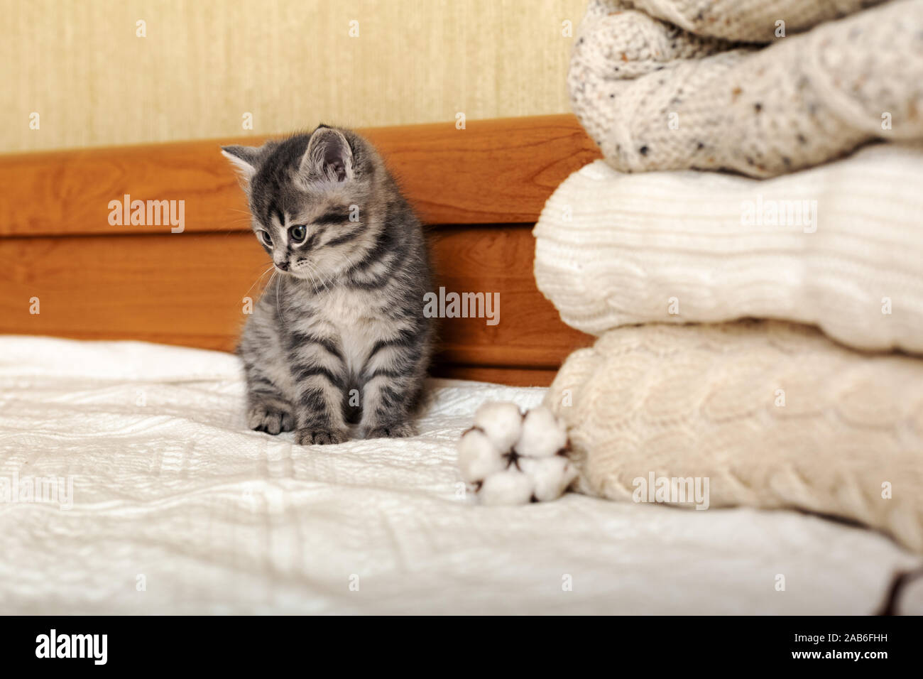Cute kitten tabby sont assis près de tas de couleurs pastel chaudes tricoté chandails pliés en pile. Chaton nouveau-né, bébé chat, animal domestique, animaux Accueil Banque D'Images