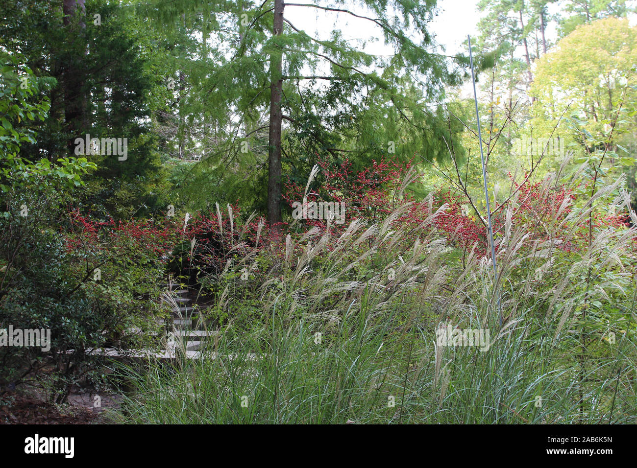 Grande forme de l'herbe, fruits rouges sur les petits arbres, les arbres à feuilles persistantes, et des pavés en pierre sentier pédestre à Durham, Caroline du Nord, États-Unis Banque D'Images