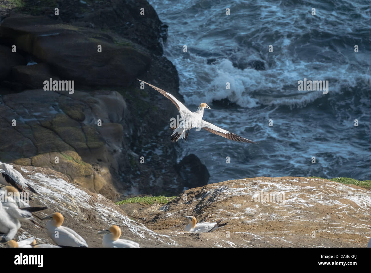 L'Australasian Fou de Bassan (Morus serrator), également connu sous le nom de Australian bassan et tākapu, est un grand oiseau marin de la famille des Picidés, et Gannett. Banque D'Images