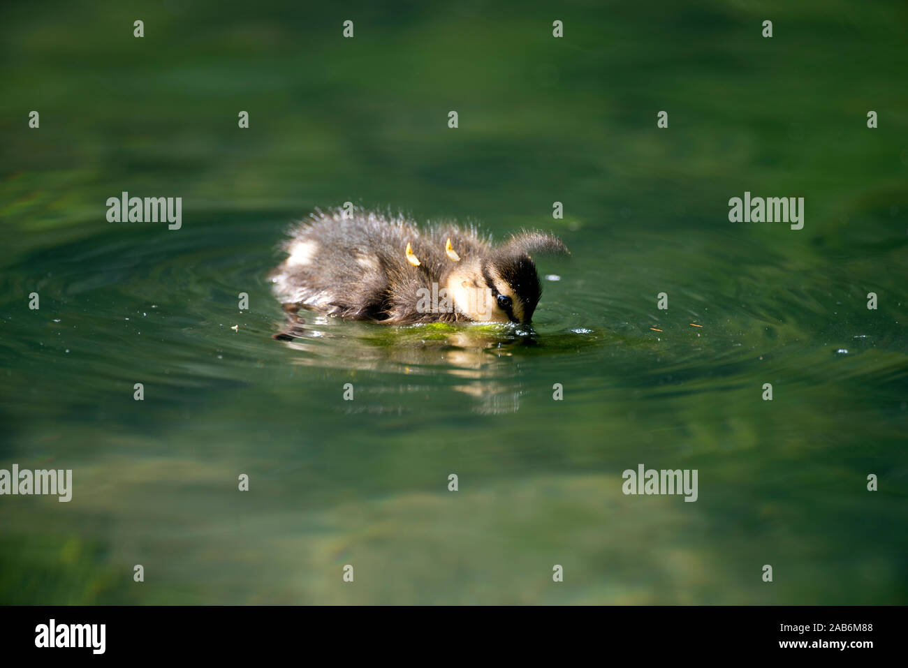 Petit Canard colvert, Anas plathyrhynchos (manger), France Banque D'Images