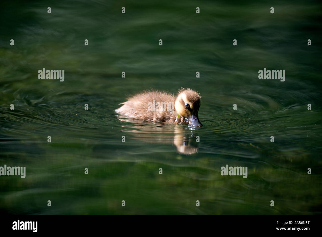 Petit Canard colvert, Anas plathyrhynchos (manger), France Banque D'Images