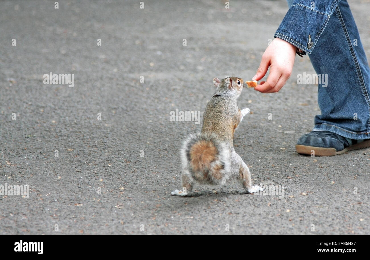 Une photographie d'un écureuil qui mange du pain Banque D'Images
