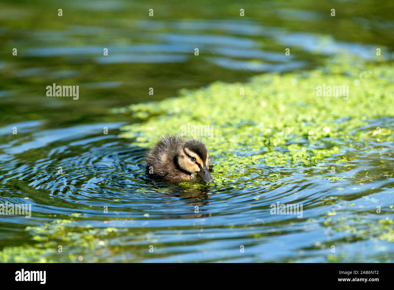 Canard colvert, canard (Anas plathyrhynchos), France Banque D'Images