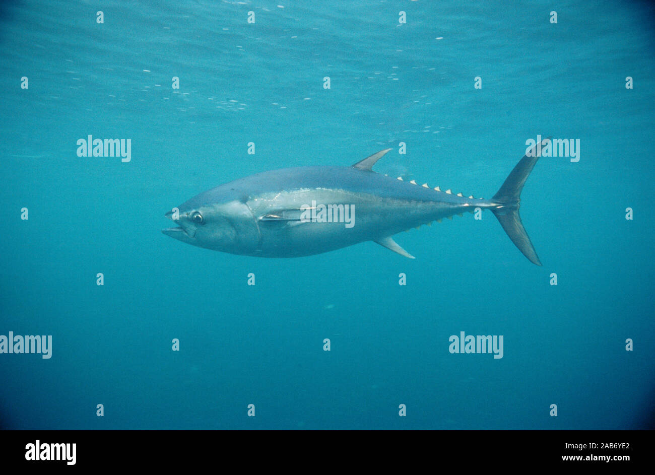Le thon rouge du sud (Thunnus maccoyii), apprécié le tableau de poissons. Port Lincoln, golfe de Spencer, au sud de l'Australie Banque D'Images