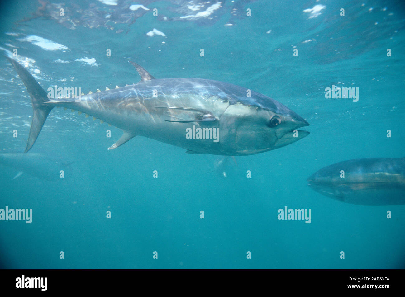 Le thon rouge du sud (Thunnus maccoyii), Port Lincoln, golfe de Spencer, au sud de l'Australie Banque D'Images