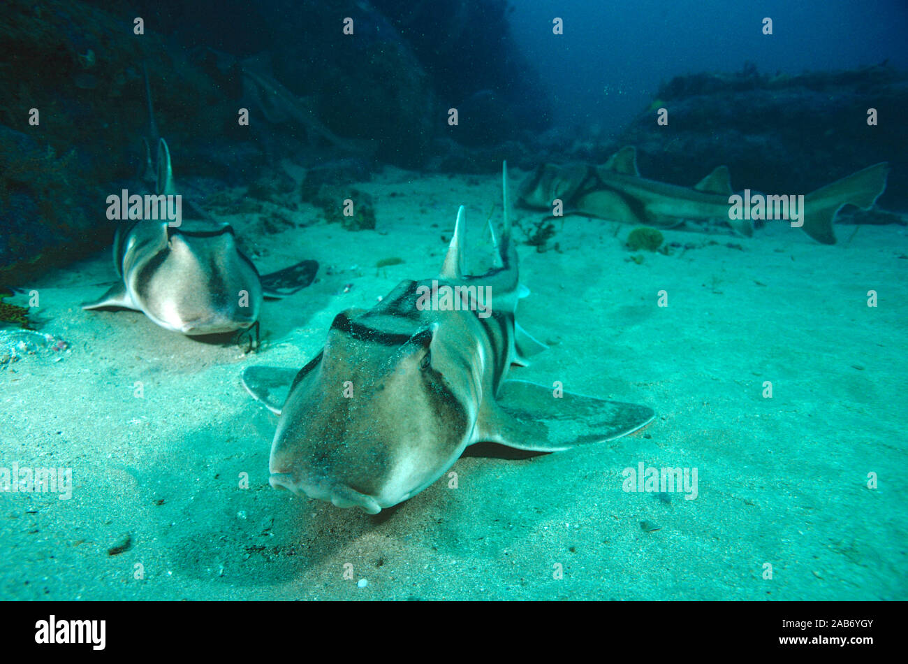 Port Jackson Heterodontus portusjacksoni (requins), paire à une profondeur de 35 m. A été enregistré à 275 m de profondeur. L'Arche, Jervis Bay, Nouvelle-Galles du Sud, au Banque D'Images