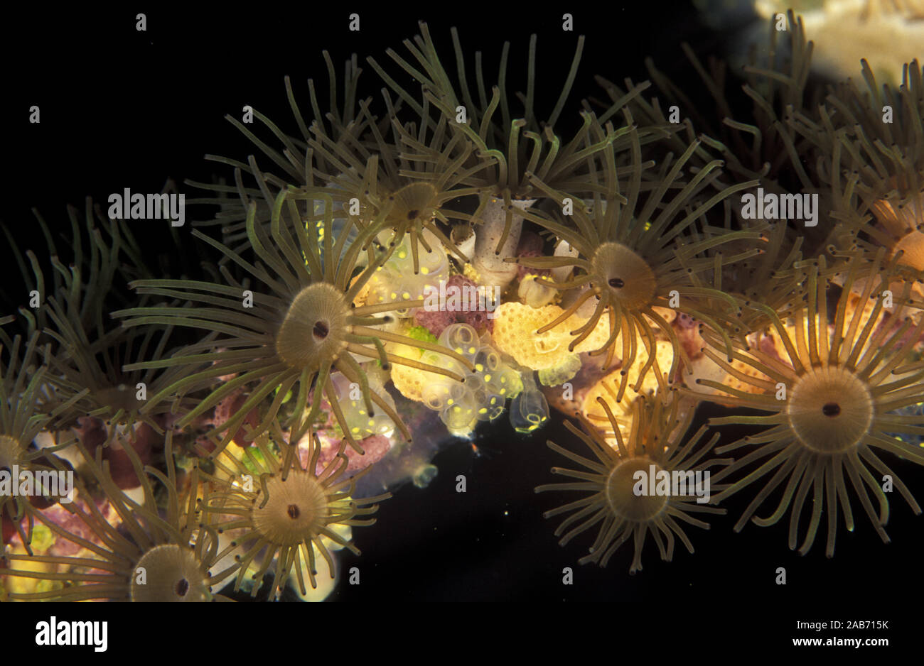 Les anémones, les éponges et les ascidies coloniales, un "bouquet" d'animaux marins d'invertébrés sur le corail noir whip. Manado, Indonésie Banque D'Images