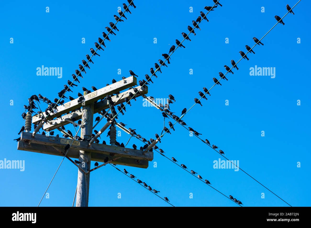 Volée d'oiseaux noirs assis sur des lignes à haute tension et de poteau. Fond de Ciel bleu. Banque D'Images