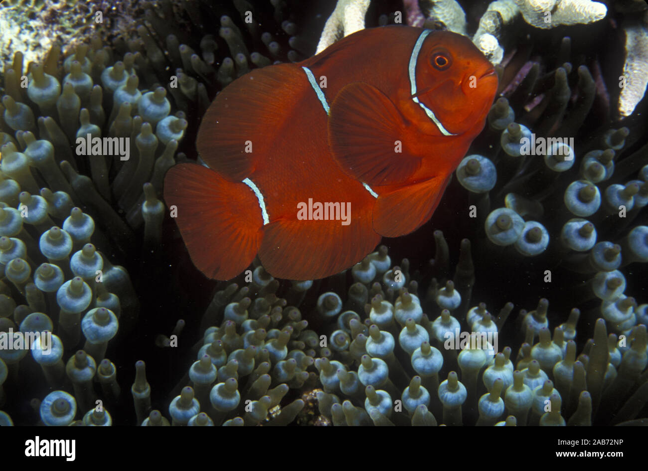 Spinecheek (Premnas biaculeatus poisson clown), avec l'ampoule, l'anémone Entacmaea quadricolor (tentacule). Grande Barrière de Corail, Queensland, Australie Banque D'Images