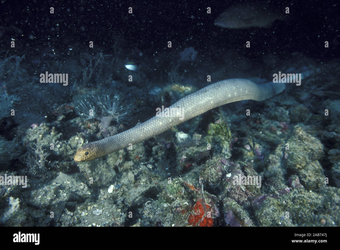 Serpent de mer d'olive (Aipysurus laevis), se nourrit de petits poissons de fond tels que les gobies. En général inoffensives pour les plongeurs. Grande Barrière de Corail, Queenslan Banque D'Images