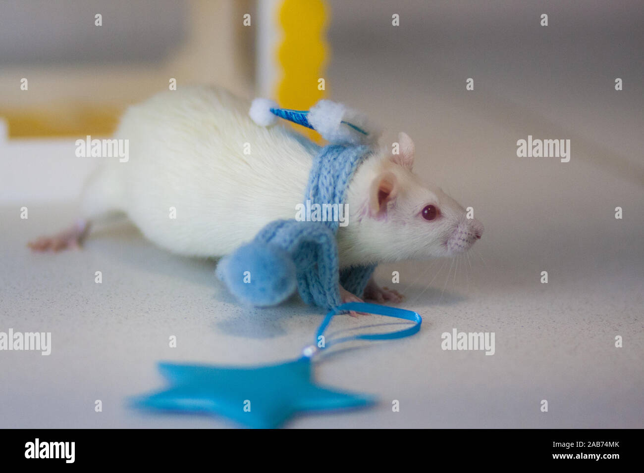 Rat blanc et bleu écharpe en tricot. Les choses chaudes pour les animaux. L'humeur du nouvel an mignon Banque D'Images