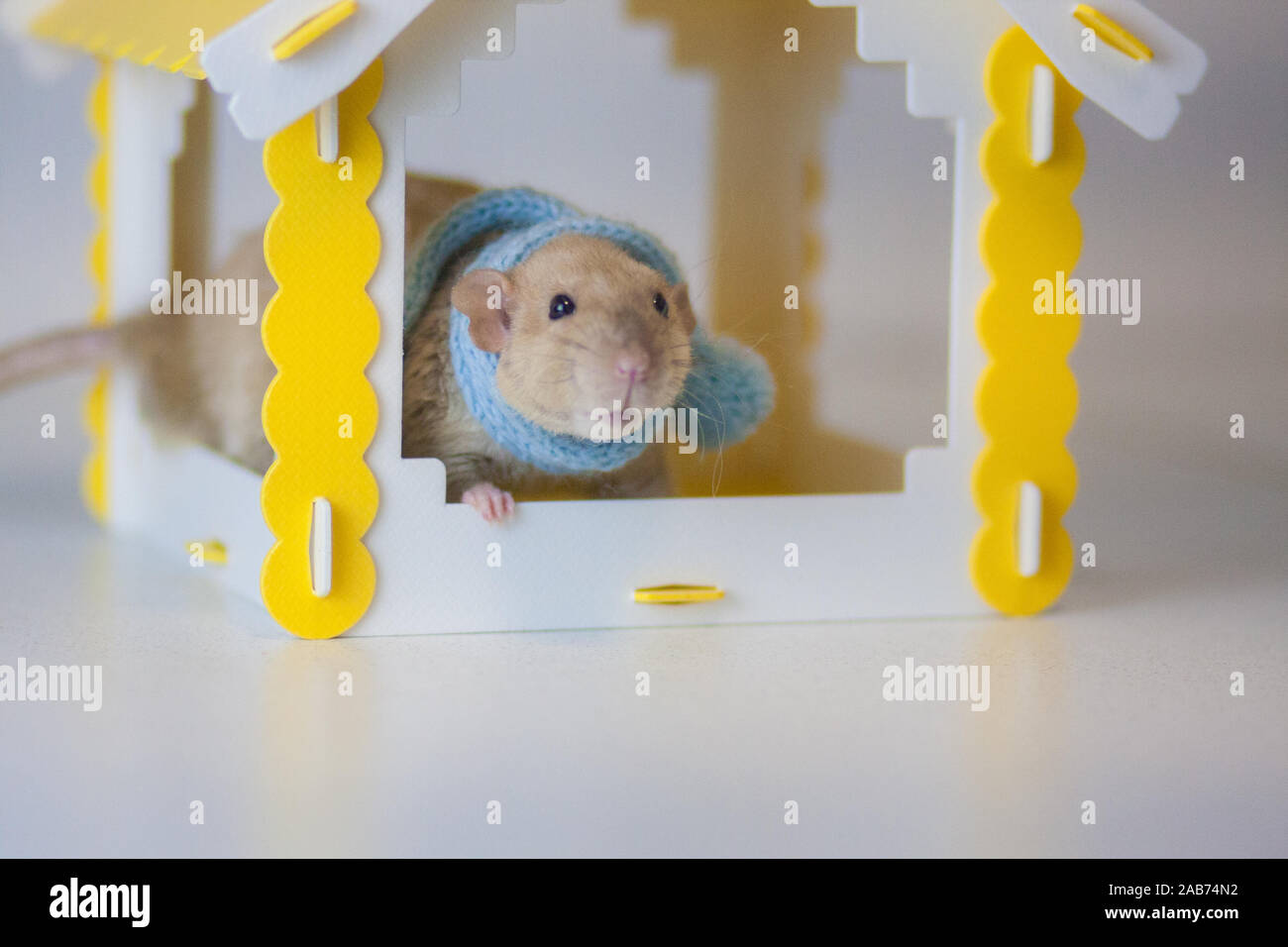 Le rat est beige et bleu moelleux une écharpe en tricot. Les choses chaudes pour les animaux. L'humeur du nouvel an mignon Banque D'Images