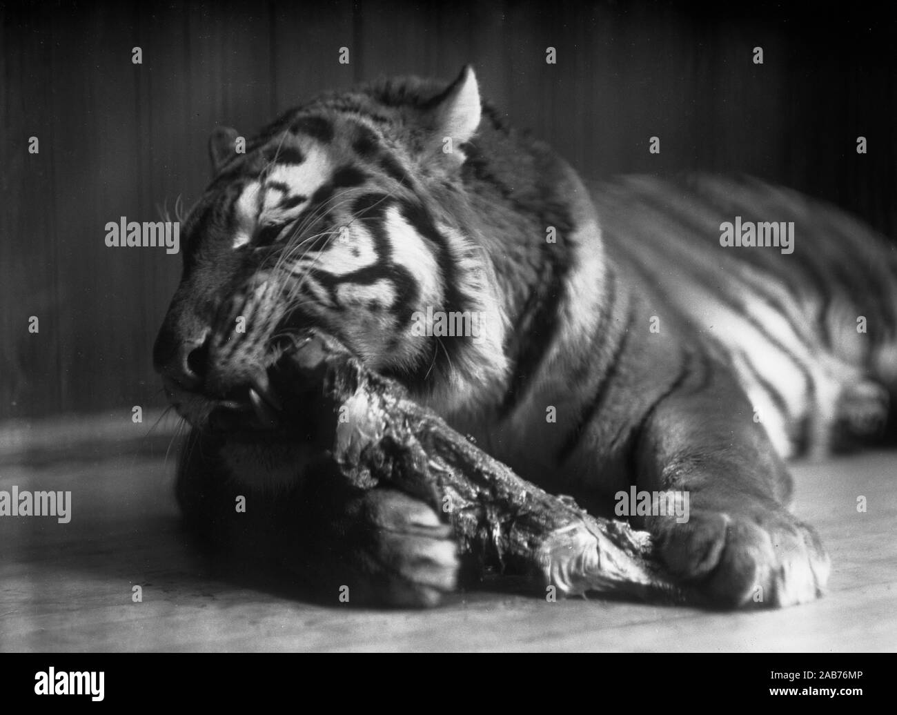 Zoo Vintage Photo - Tiger dans une cage ca. 1915-1923 Banque D'Images