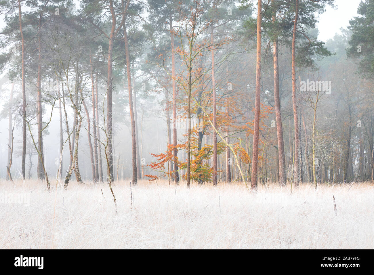 Hêtre jaune dans la forêt de pins de frosty matin Banque D'Images