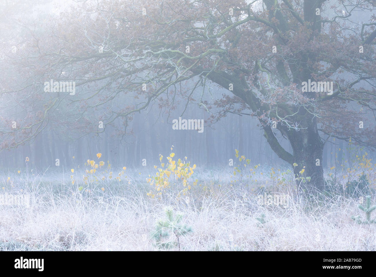 Les bouleaux jaunes sous gros chêne de frosty matin brumeux Banque D'Images