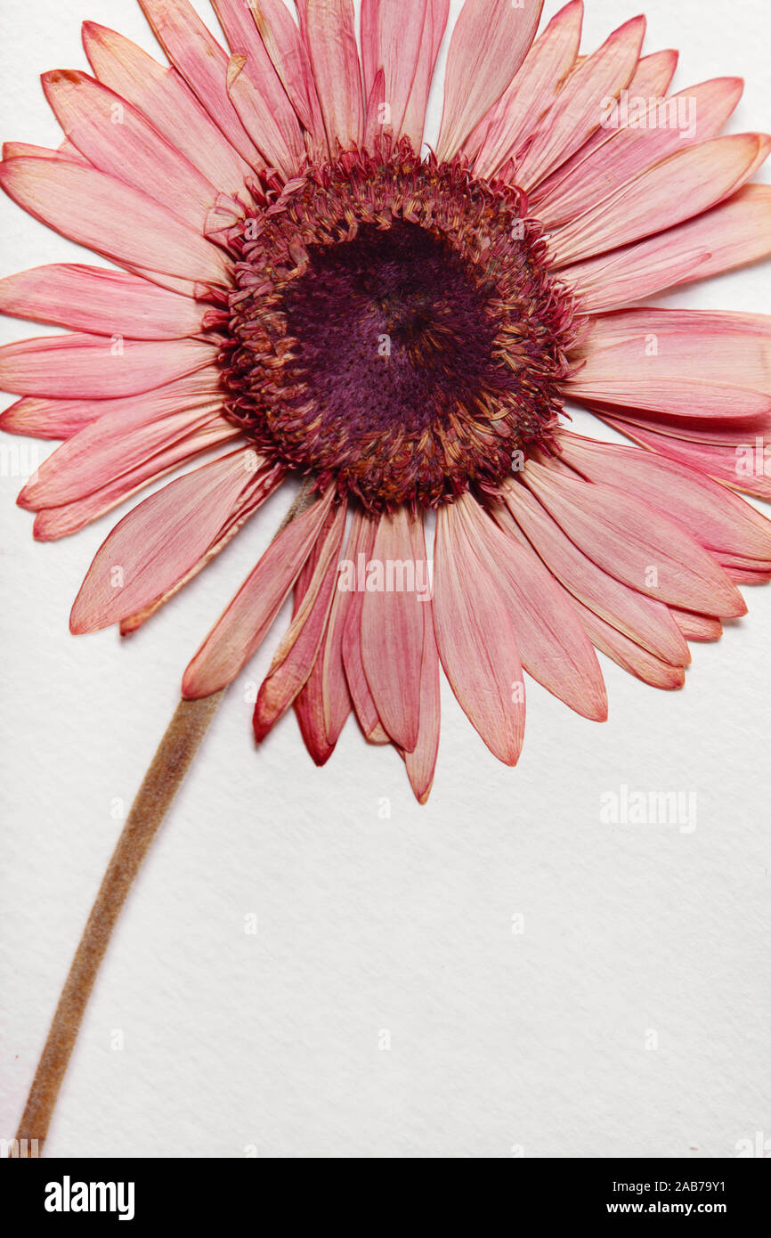 Gerbera flower à sec sur un fond de papier blanc textute Banque D'Images