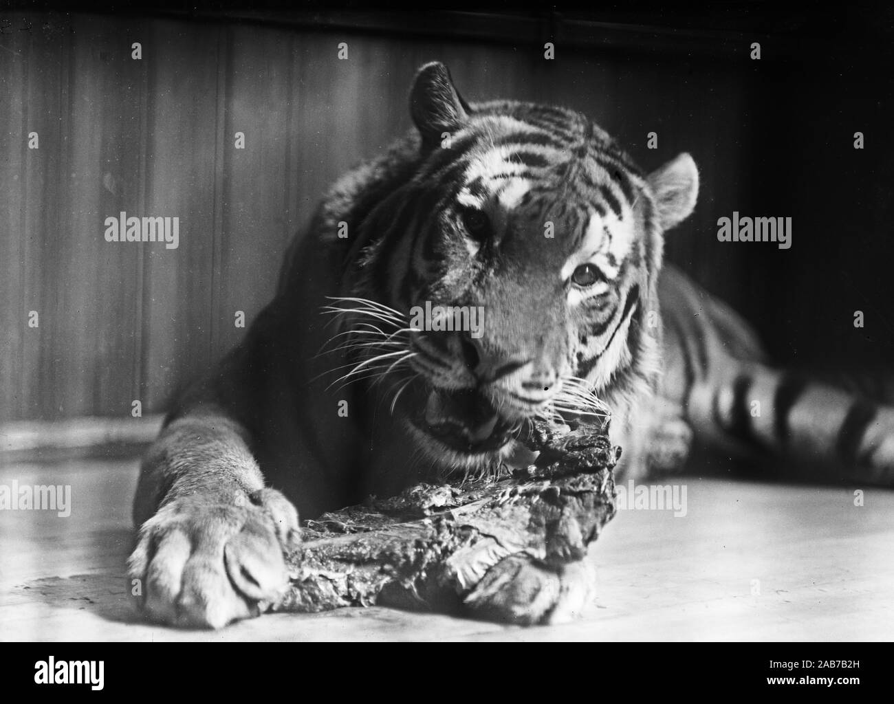 Zoo vintage photos - Tiger dans une cage ca. 1915-1923 Banque D'Images