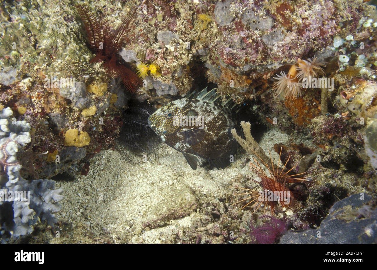 Gold-spotted sigan marbré (Siganus punctatus), juvénile, photographié de nuit montrant des couleurs plus foncées souvent adoptée par les poissons lorsqu'ils dorment. Indones Banque D'Images