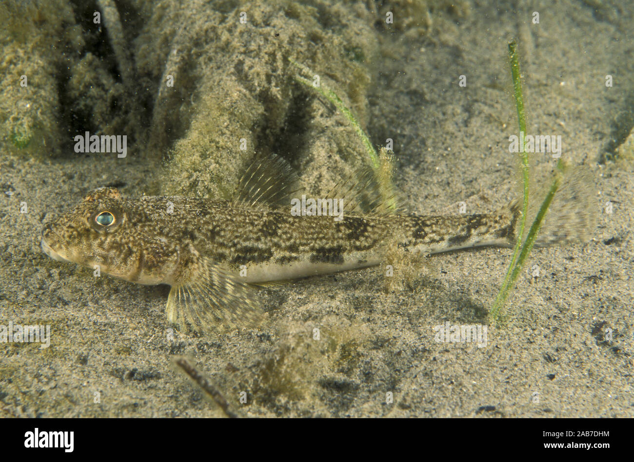 (Congolli Pseudaphritis urvillii), poisson d'eau douce qui migre au sel et l'eau saumâtre pour frayer. La Norfolk Bay, Tasmanie, Australie Banque D'Images