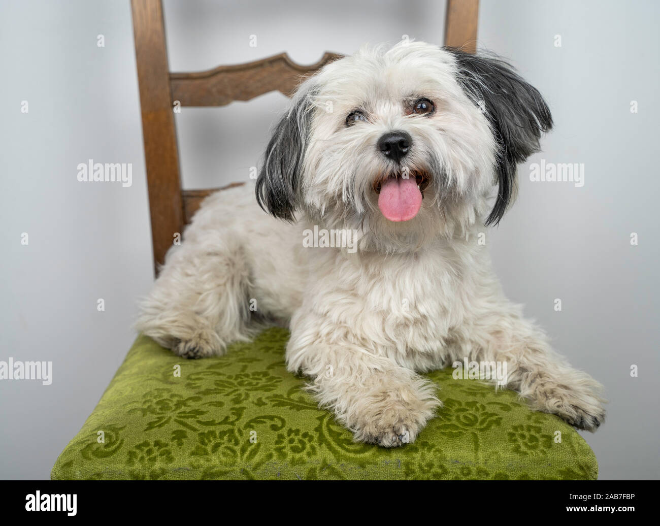 Bichon Havanais (Canis lupus familiaris) chiot blanc couché sur un fauteuil vert. Tonge qui sort de sa bouche. Jeune homme à la recherche de chiot à l'appareil photo Banque D'Images