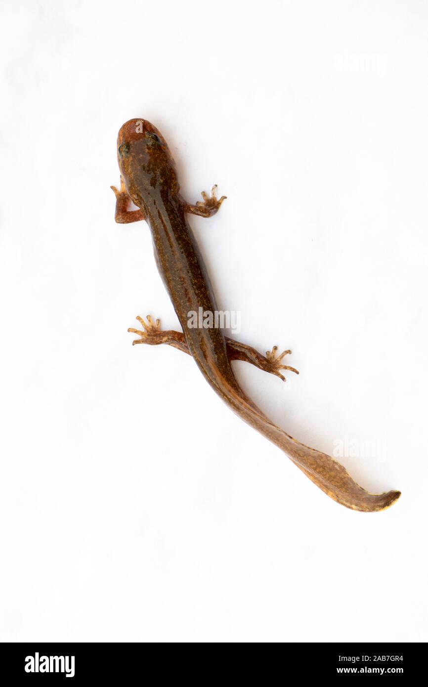 Forme larvaire de Californie Grande salamandre (Dicamptodon ensatus), un amphibien endémique de l'état américain de Californie, sur fond blanc. Banque D'Images