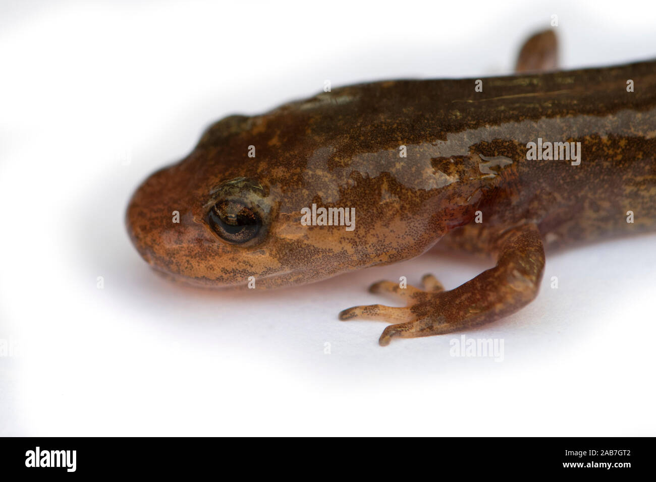 Forme larvaire de Californie Grande salamandre (Dicamptodon ensatus), un amphibien endémique de l'état américain de Californie, sur fond blanc. Banque D'Images