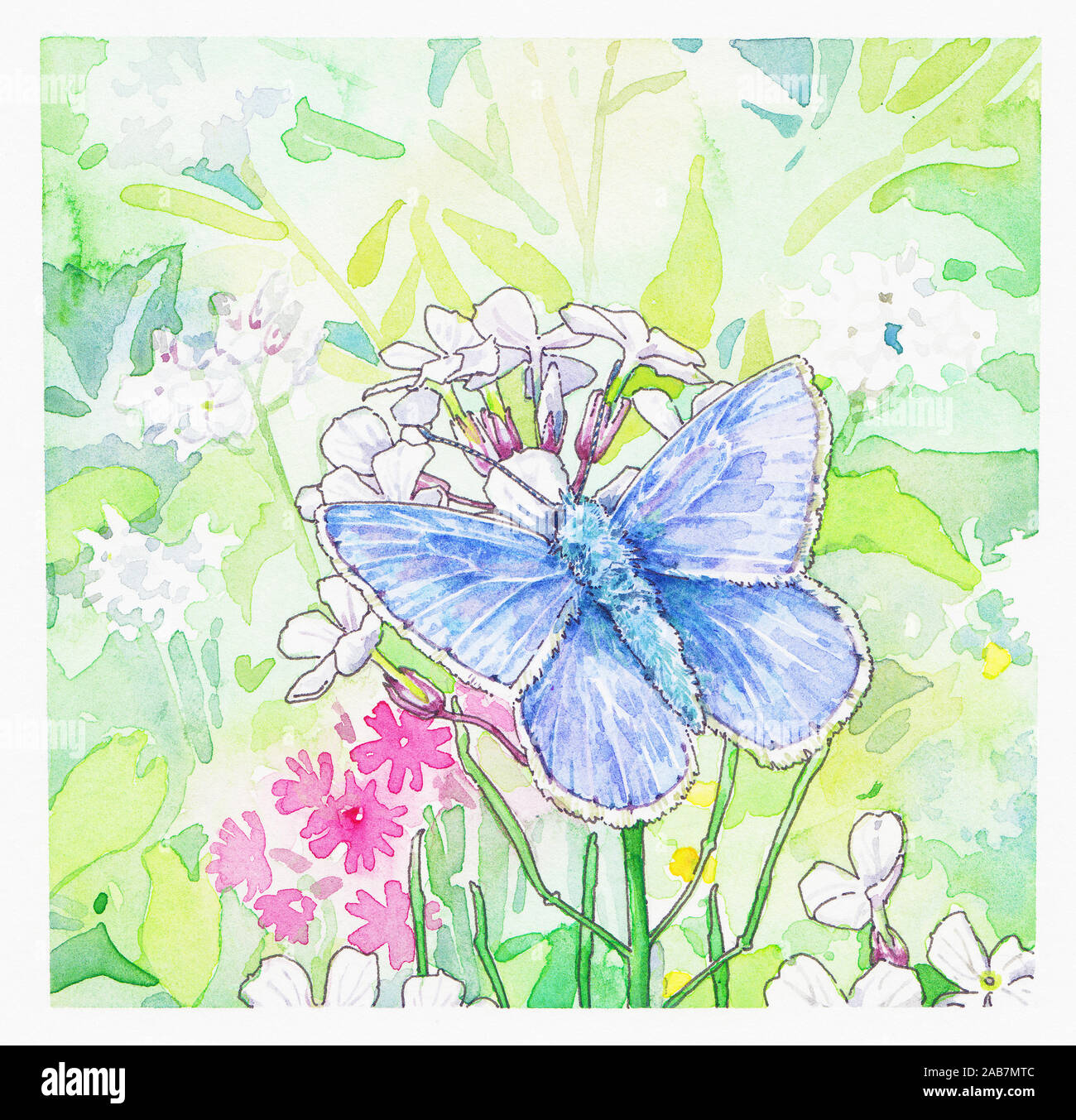 Papillon Bleu commun sur les fleurs Banque D'Images