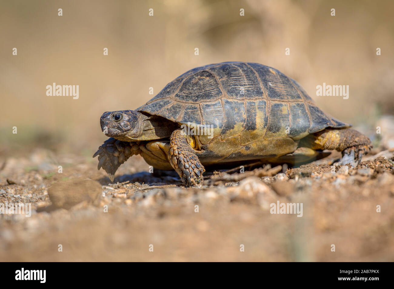 Marginated tortoise (Testudo marginata) vu de côté sur peleponnese aride campagne, Grèce Banque D'Images Marginated tortoise (Testudo marginata) vu de côté sur peleponnese aride campagne, Grèce Banque D'Images