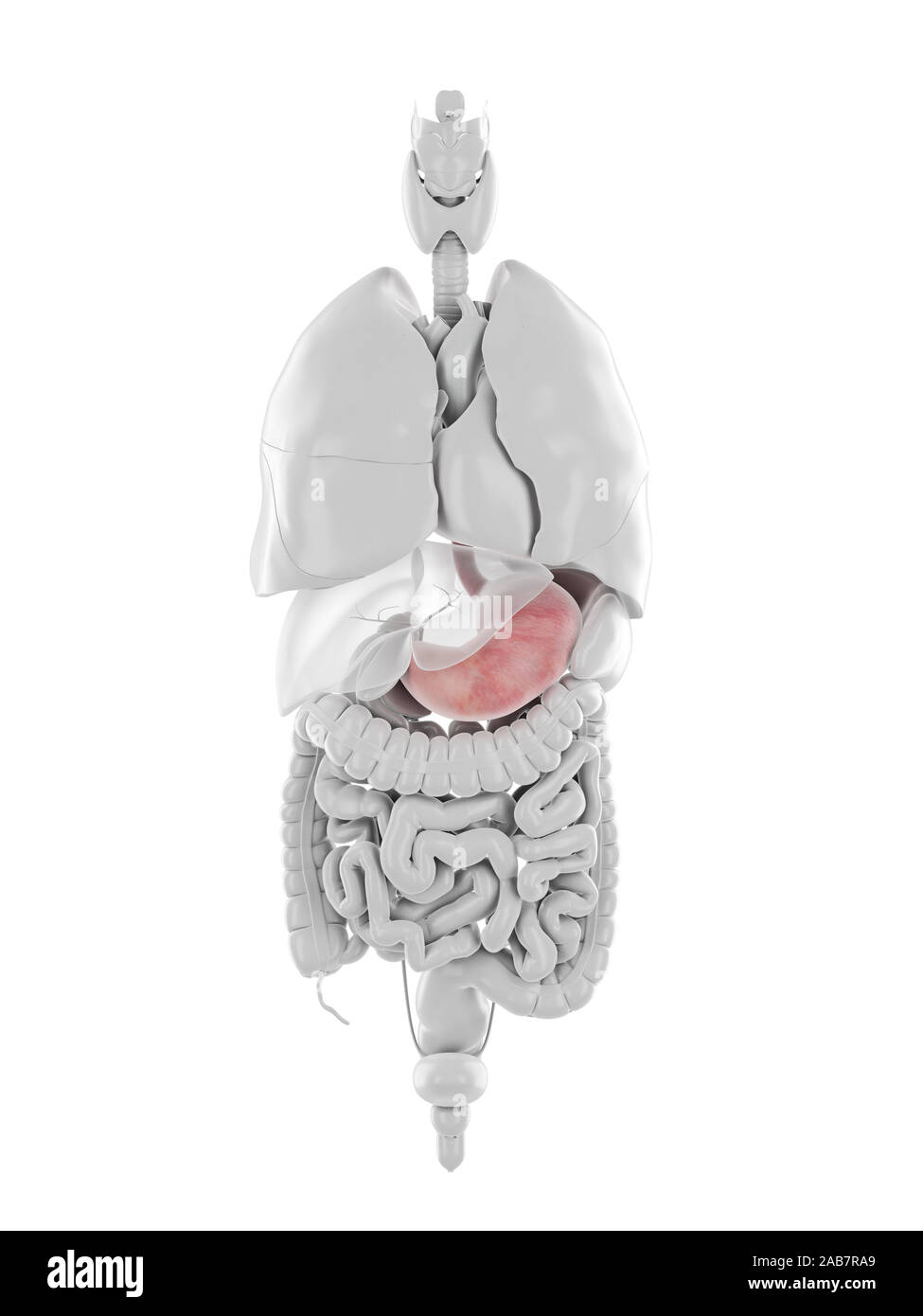 Rendu 3d illustration de précis sur le plan médical l'estomac et l'oesophage Banque D'Images