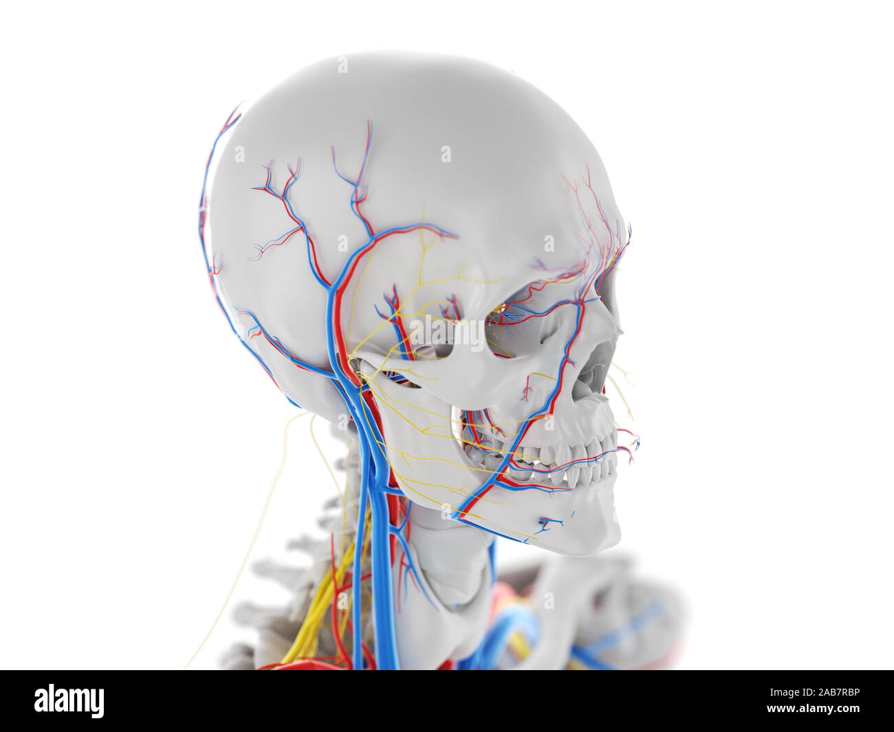 Rendu 3D précis médicalement illustration de l'anatomie vasculaire et nerveux de la tête Banque D'Images