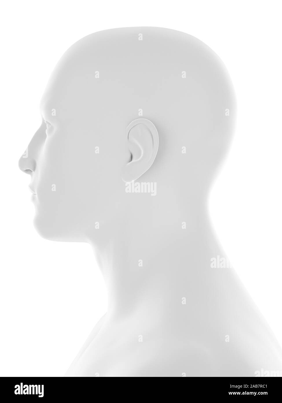 Médicalement en rendu 3d illustration précise de la tête humaine Banque D'Images