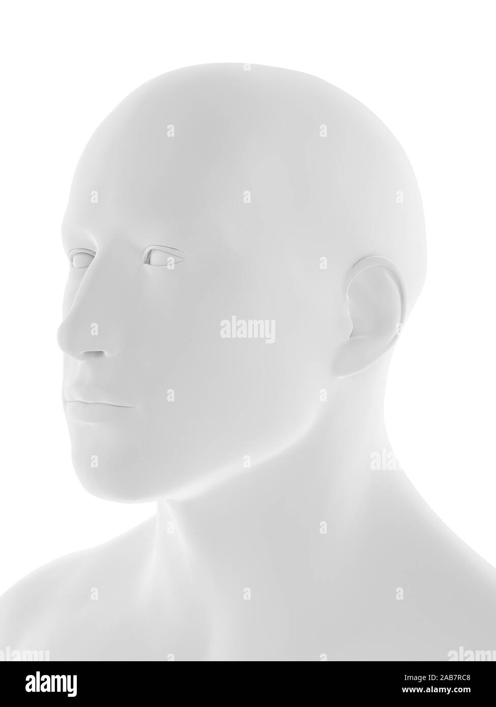 Médicalement en rendu 3d illustration précise de la tête humaine Banque D'Images