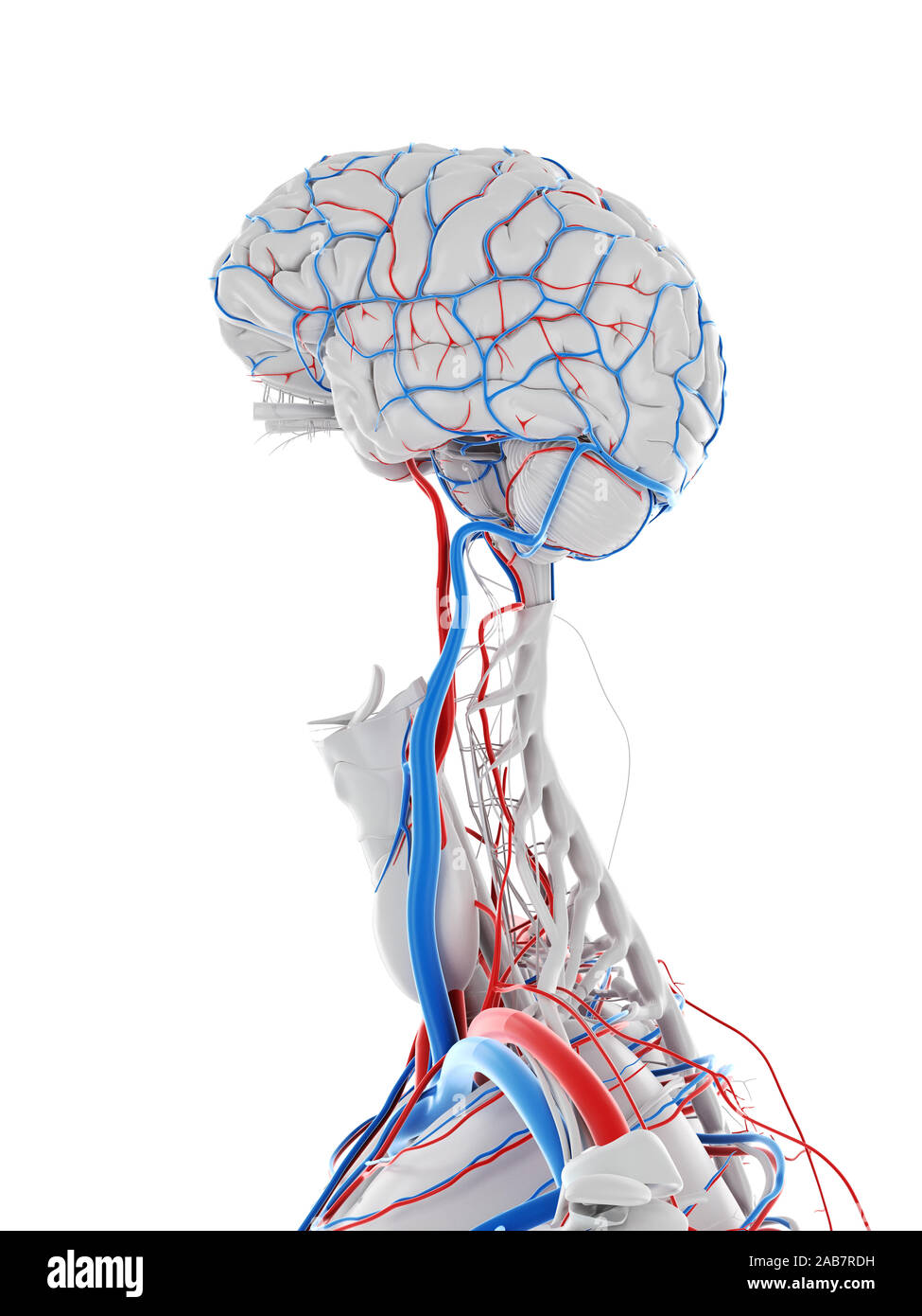 Médicalement en rendu 3d illustration précise du système vasculaire du cerveau Banque D'Images