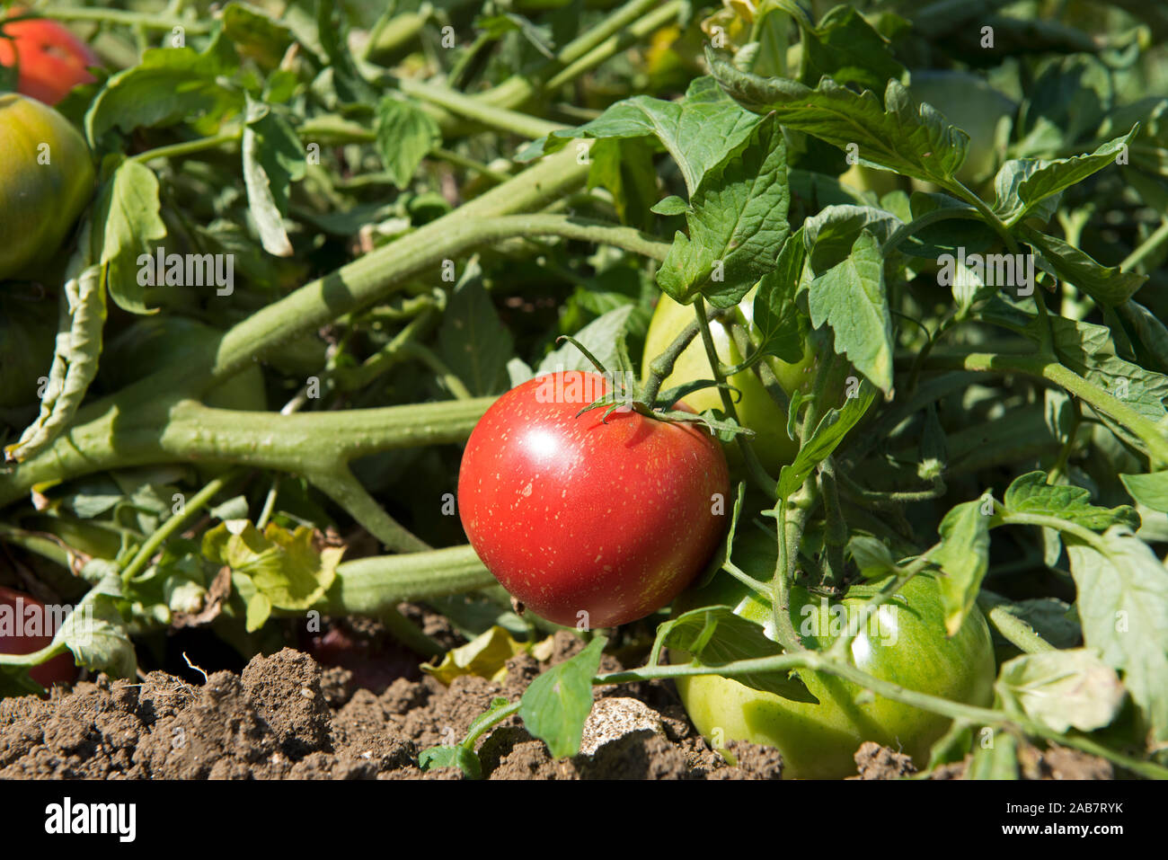 Dans le jardin de la tomate (Lycopersicum Solanium), France Banque D'Images