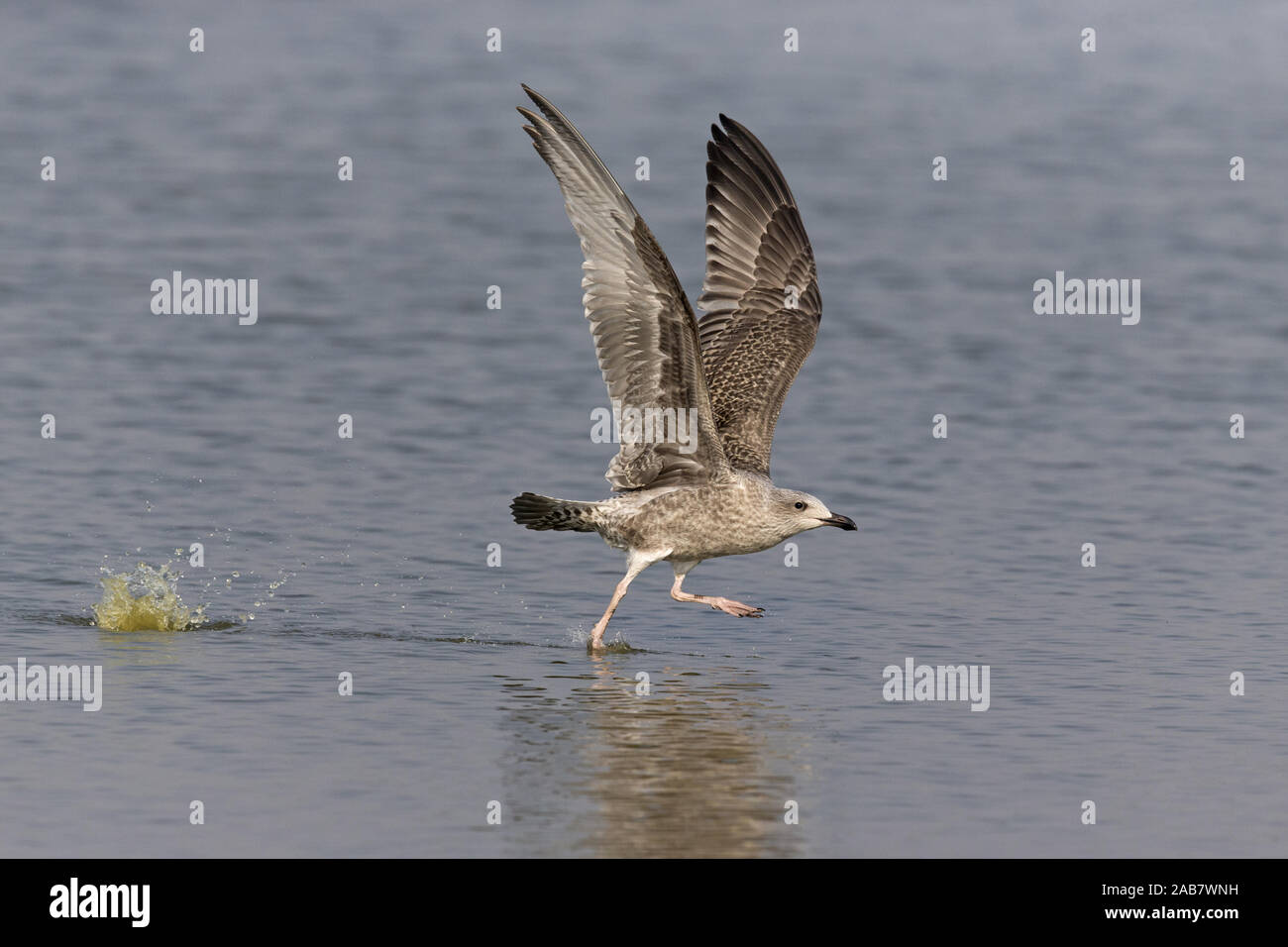 Goéland argenté (Larus argentatus), juvénile à travers l'eau pour décoller, la réserve RSPB Minsmere, Suffolk, Angleterre, Royaume-Uni, Juillet Banque D'Images