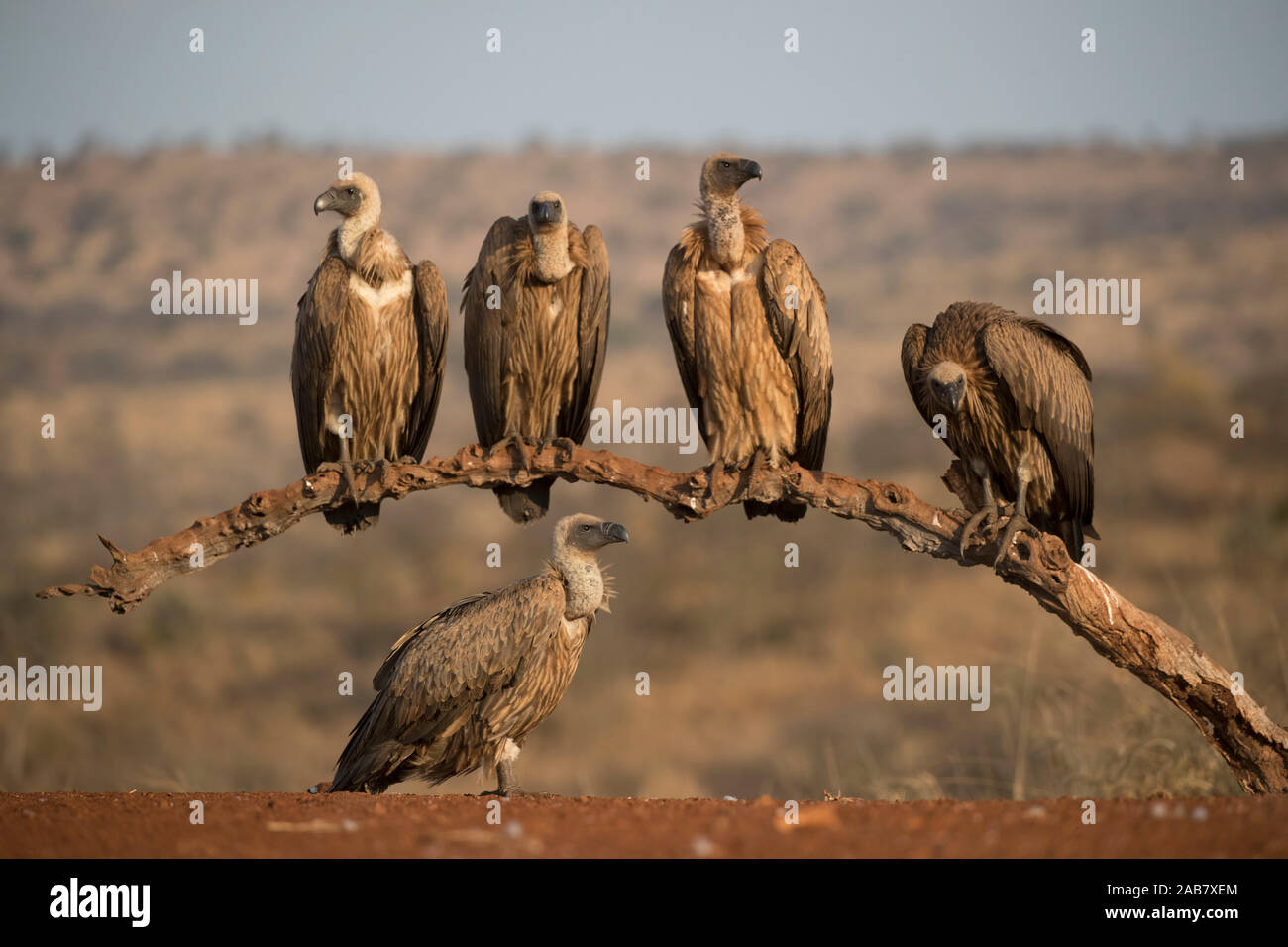 Whitebacked (vautours Gyps africanus), Zimanga Private Game Reserve, KwaZulu-Natal, Afrique du Sud, l'Afrique Banque D'Images