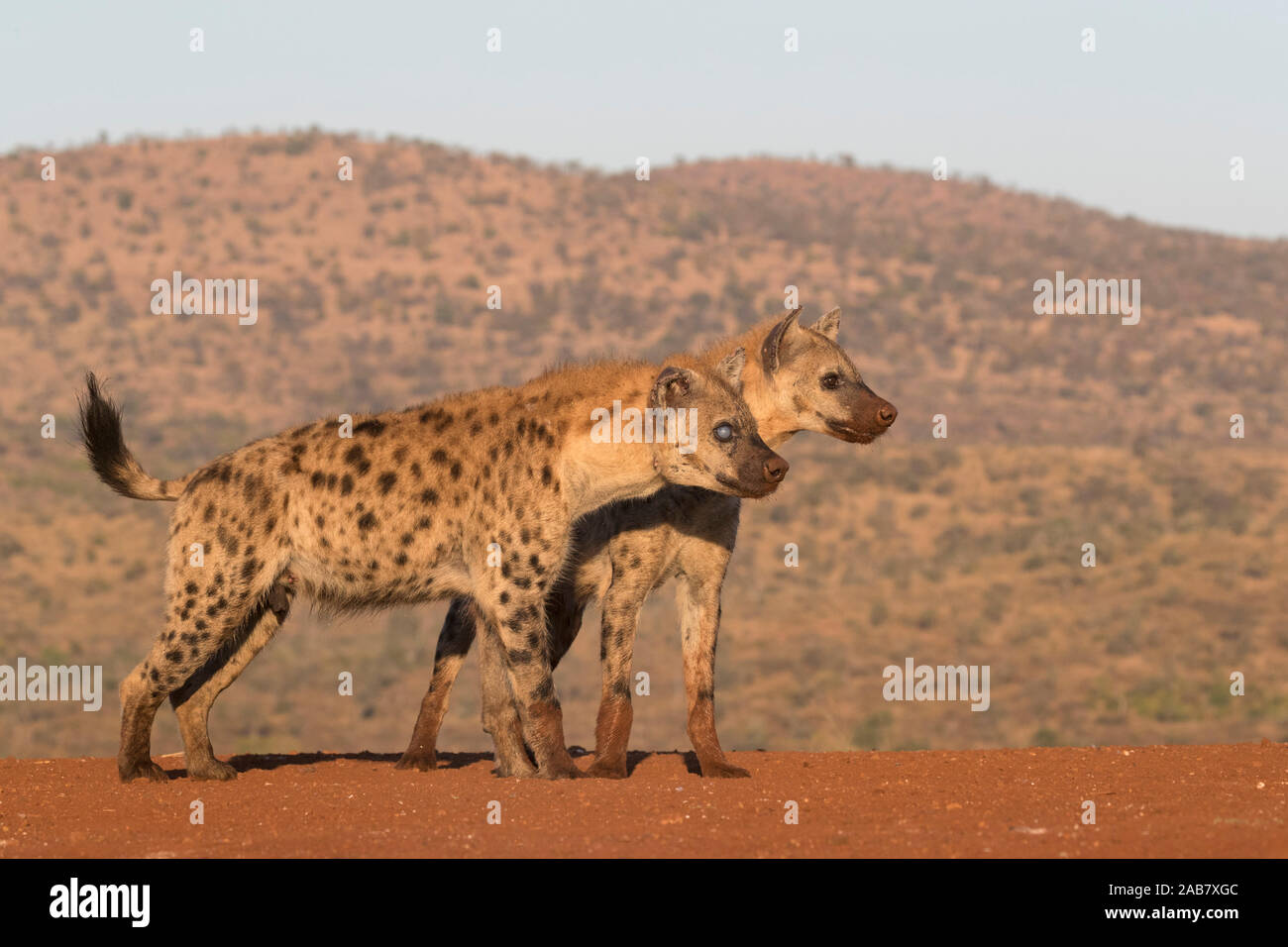 L'Hyène tachetée (Crocuta crocuta), Zimanga Private Game Reserve, KwaZulu-Natal, Afrique du Sud, l'Afrique Banque D'Images