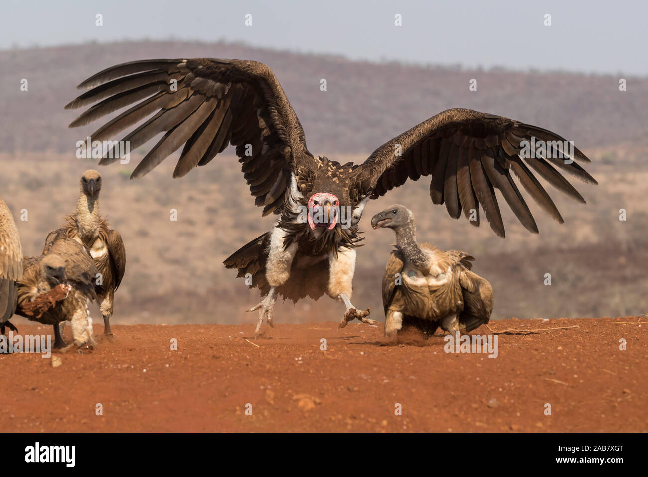 Lappetfaced vulture (Torgos tracheliotos) vautour whitebacked intimidant de l'alimentation, de l'Zimanga Private Game Reserve, KwaZulu-Natal, Afrique du Sud, l'Afrique Banque D'Images