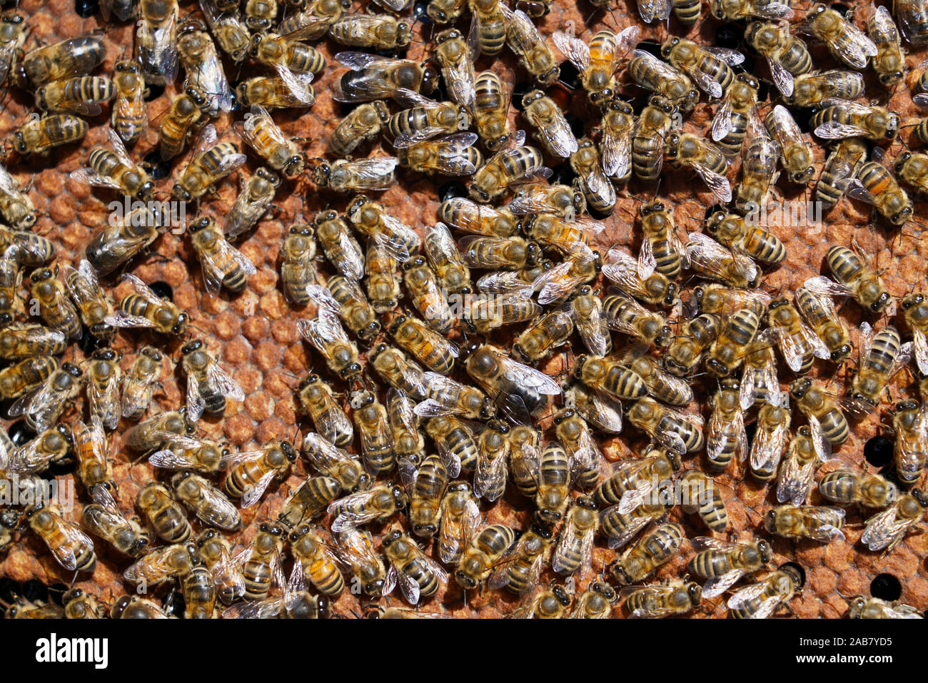 Les abeilles carnioliennes, Santa Giustina, Padova, Italie, Europe Banque D'Images