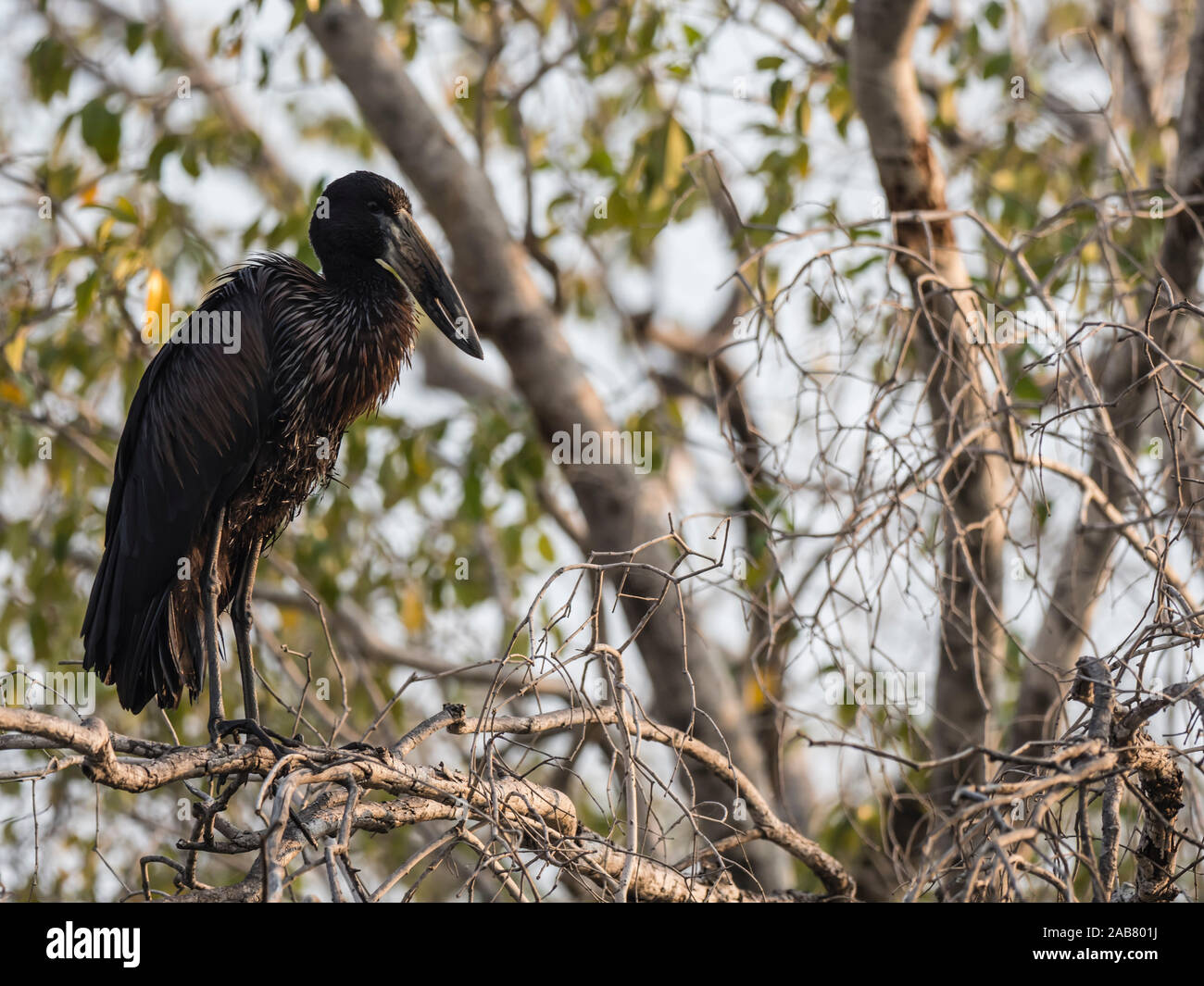 Un adulte African openbill Anastomus lamelligerus (Stork), Parc National de Mosi-oa-Tunya, Zambie, Afrique Banque D'Images