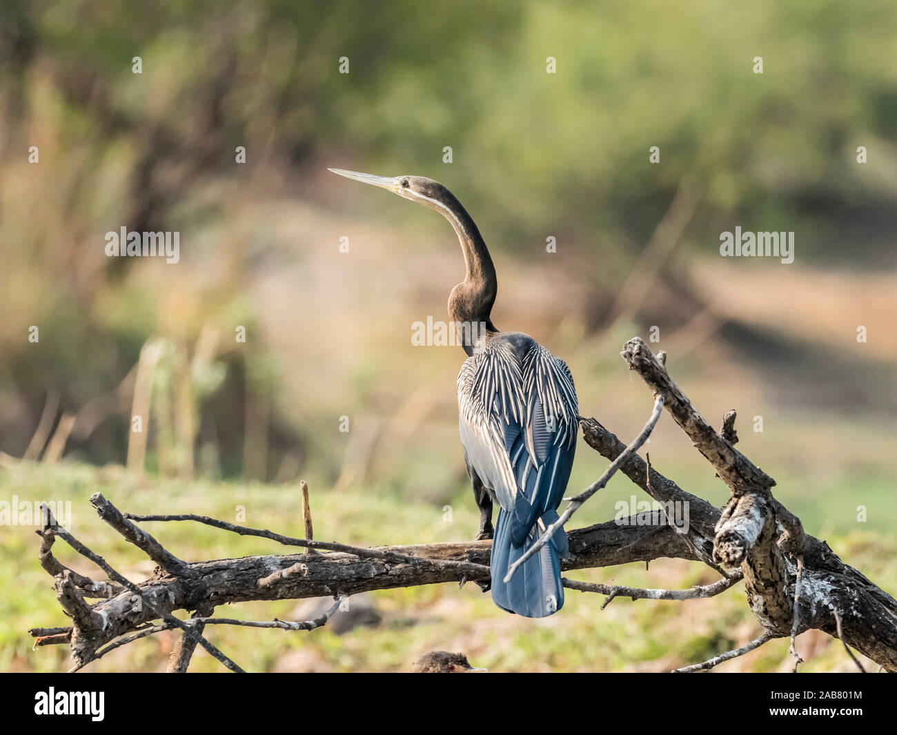 L'Afrique de l'homme adulte vert (Anhinga rufa), Parc National de Mosi-oa-Tunya, Zambie, Afrique Banque D'Images
