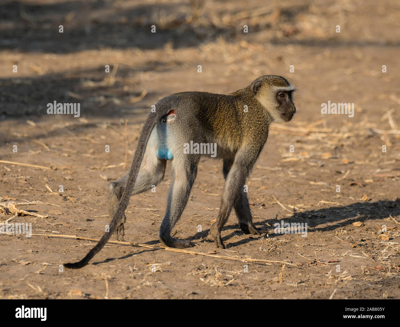 Un homme adulte et un singe (Chlorocebus pygerythrus), le parc national de South Luangwa, en Zambie, l'Afrique Banque D'Images