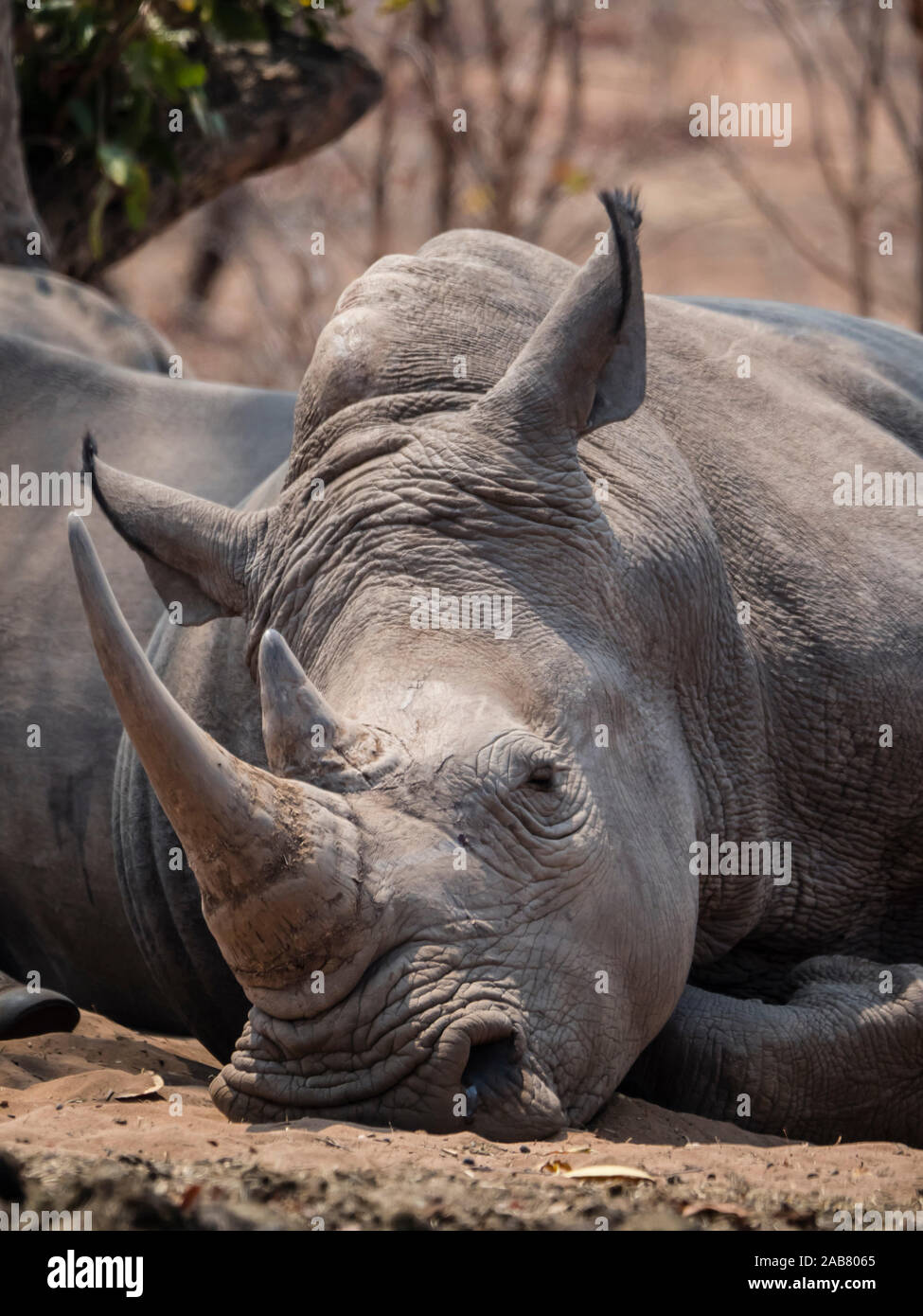 Un adulte rhinocéros blanc du sud (Ceratotherium simum simum), gardé en parc national de Mosi-oa-Tunya, Zambie, Afrique Banque D'Images