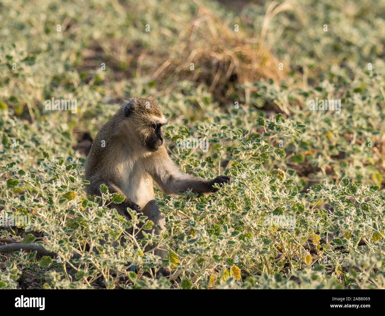 Un adulte et un singe (Chlorocebus pygerythrus), le parc national de South Luangwa, en Zambie, l'Afrique Banque D'Images