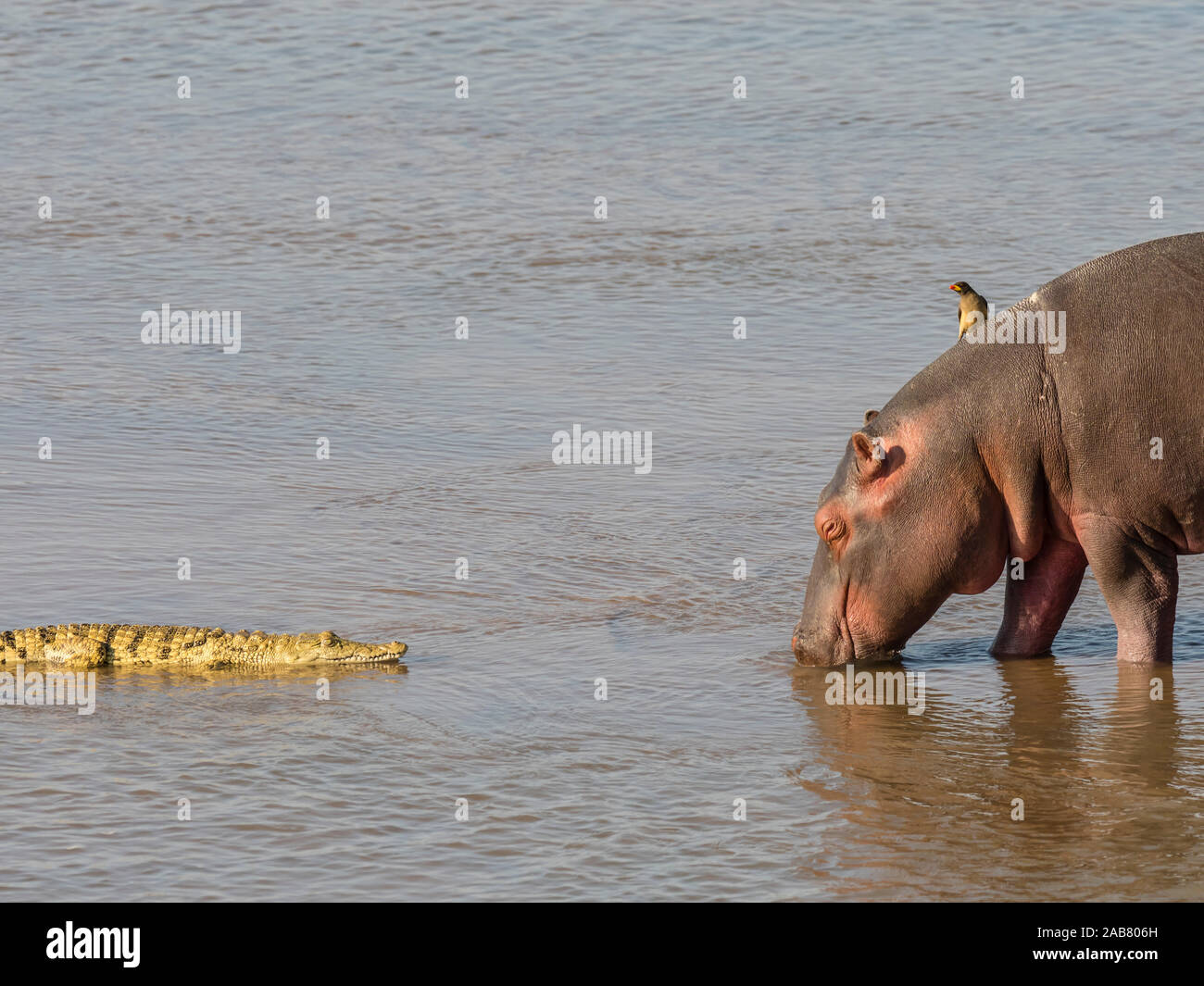 Hippopotame (Hippopotamus amphibius), avec le crocodile du Nil dans le parc national de South Luangwa, en Zambie, l'Afrique Banque D'Images
